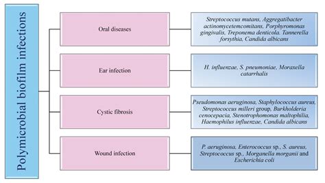 Antibiotics | Free Full-Text | Polymicrobial Infections and Biofilms ...