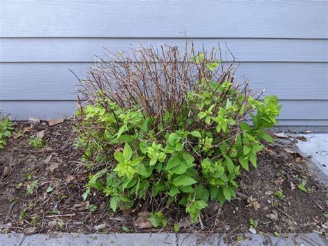 Pruning Spirea | Plants Addict