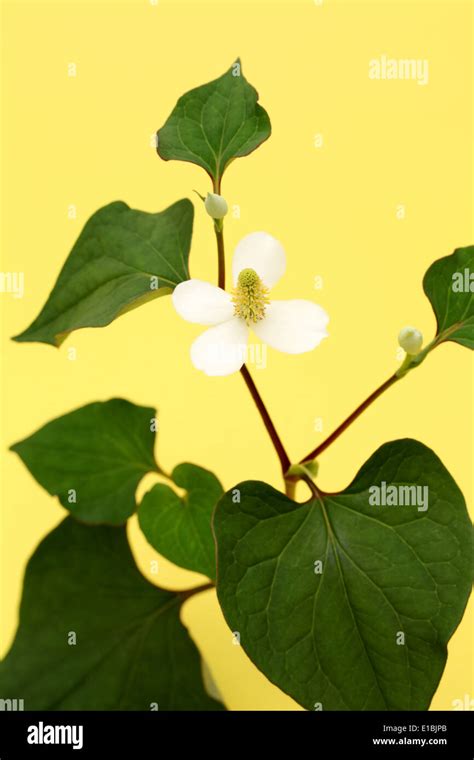 white flower of a houttuynia cordate plant, dokudami Stock Photo - Alamy