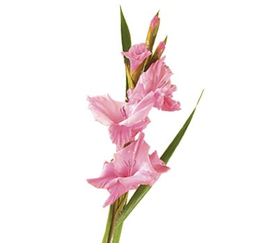 Gladiolus Flower Meaning & Symbolism | Teleflora