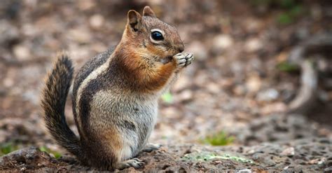 Chipmunk Droppings: How To Tell If You're Looking At Chipmunk Poop - A ...