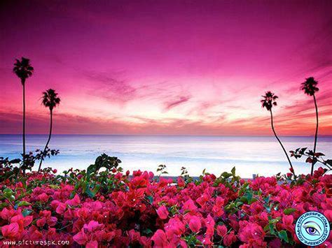 20 Outstanding beach flower desktop wallpaper You Can Get It free ...