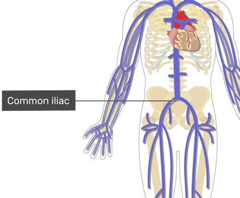 The Major Systemic Veins | GetBodySmart