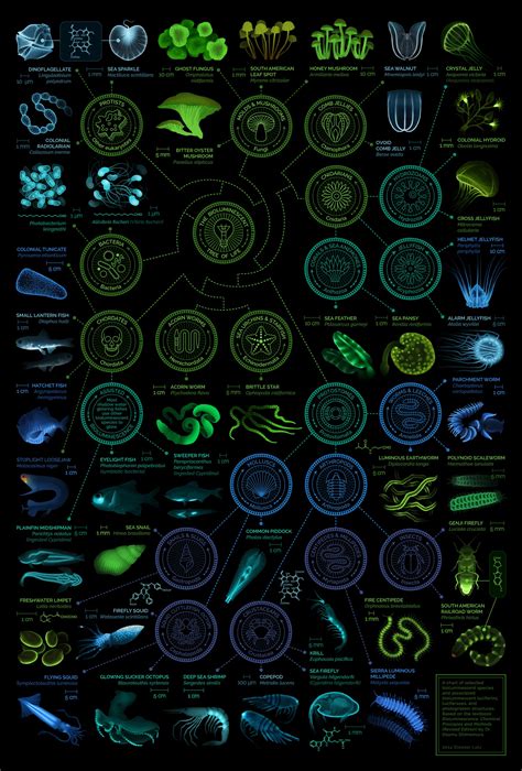 A visual compendium of glowing creatures