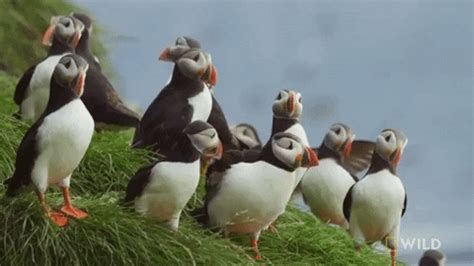 Puffin GIF by Nat Geo Wild - Find & Share on GIPHY