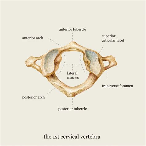 Behind every successful person is a spine. | Design Ideas | Medical illustration, Cervical ...