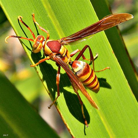 Is that a Bee, a Wasp or a Yellow Jacket? - Chimney and Wildlife