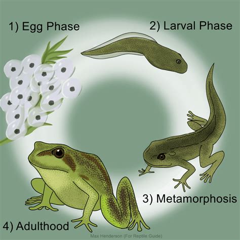 Amphibian Life Cycle Diagram Labeled Frog Diagram Red Eyed Tree | My ...