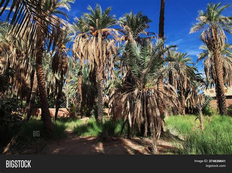 Oasis Sahara Desert Image & Photo (Free Trial) | Bigstock