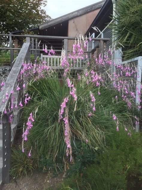 August 2016 Plant Profile: Dierama pulcherrimum