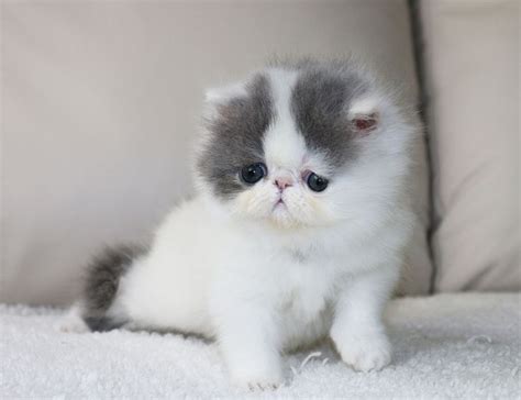 ALFENLOCH SWEET TENDERNESS Blue & white van female Persian kitten | Persian kittens, Cute cats ...