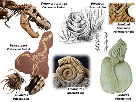 Why Fossils Provide Evidence For Evolution at Ann Hall blog