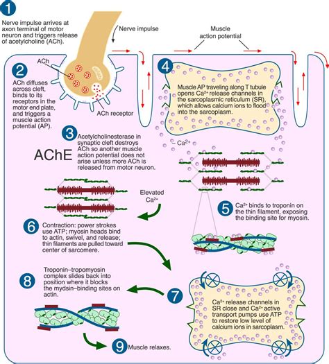 Sliding Filament Theory - Biology 160: Human Anatomy & Physiology San ...