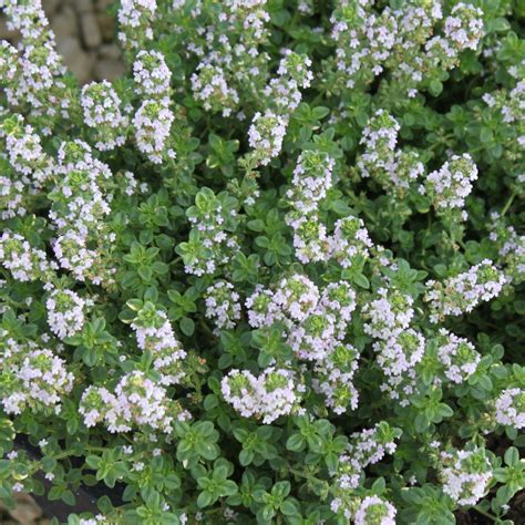 Thyme Lemon 9cm 3 Plants | Buy Thyme Plants Online | Thyme Plants for ...