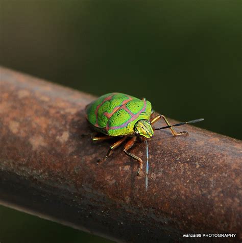 Green Beetle Bug of China : Biological Science Picture Directory – Pulpbits.net