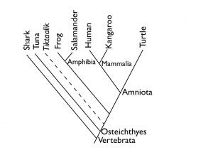 Diagraming Evolution, or How to read a Cladogram | Paleocave Blog