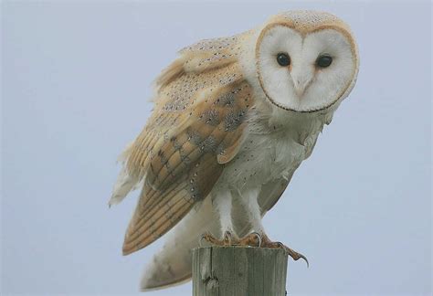 Barn Owl - Identification, Facts & Information - Ponderwall