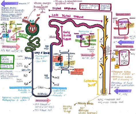 My Notes for USMLE — THE NEPRHON EDIT Please note that there´s a...