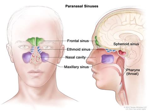 Paranasal Sinus and Nasal Cavity Cancer Treatment - NCI