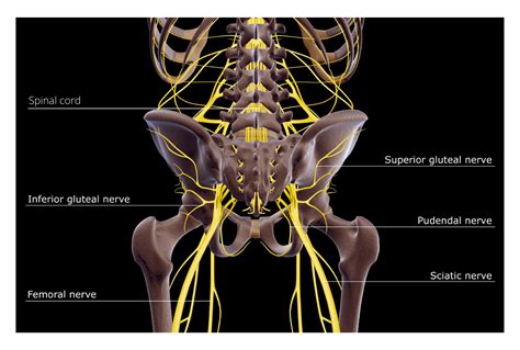 Lower Back Pain vs Sciatica