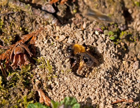 Found a Large Anthill? Could be a Ground Bee’s Nest! - Manuka Honey USA