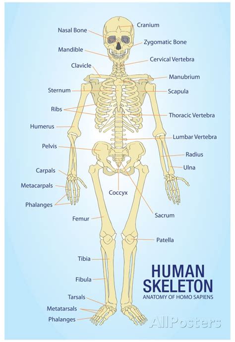 'Human Skeleton Anatomy Anatomical Chart Poster Print' Posters ...