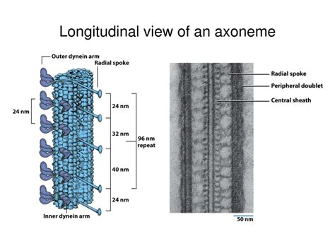 PPT - Microtubules (17) PowerPoint Presentation, free download - ID:2956883