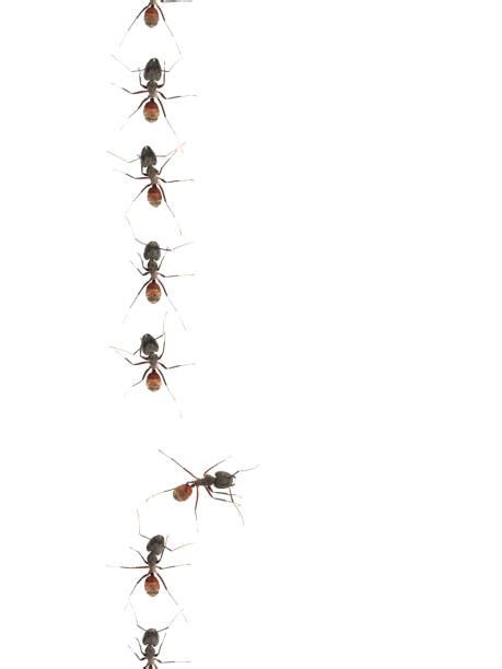 Ants Marching Stock Photos, Pictures & Royalty-Free Images - iStock