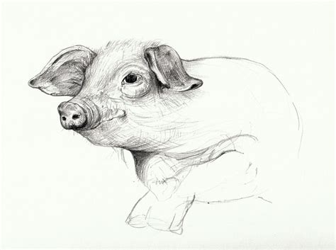 I should draw a pig | Pencil drawings of animals, Pig drawing, Pig art