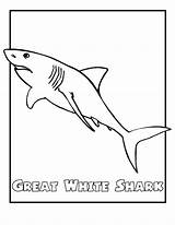 Free Printable Shark Coloring Pages For Kids sketch template