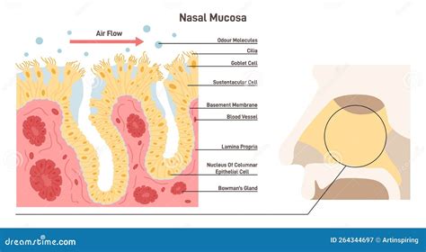 Nasal Mucosa Anatomy. Nasal Mucous Membrane Lining the Respiratory Tract Stock Vector ...