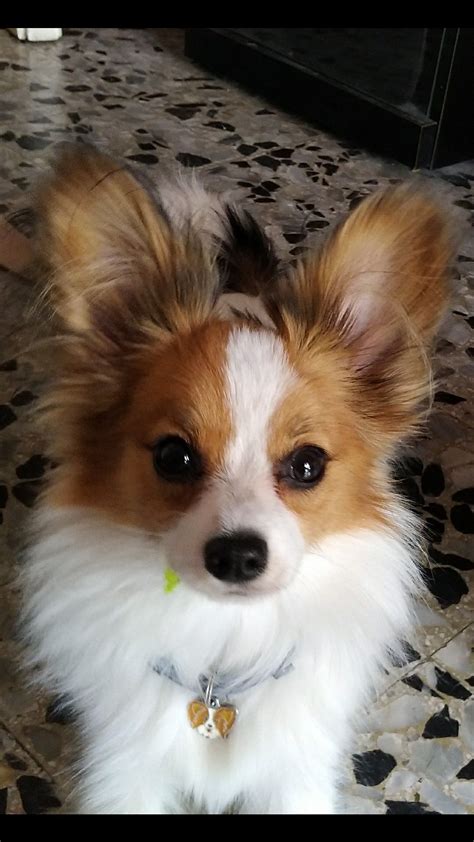 Brown Papillon Chihuahua Mix - Pets Lovers