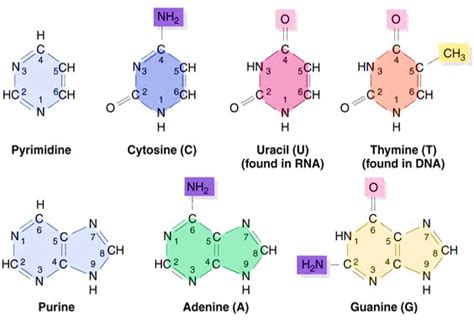 Purine and Pyrimidines : Structure, Synthesis and Metabolism | Epomedicine