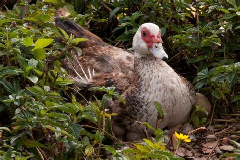 Breeding Muscovy Ducks | What You Must Know | Earth Life