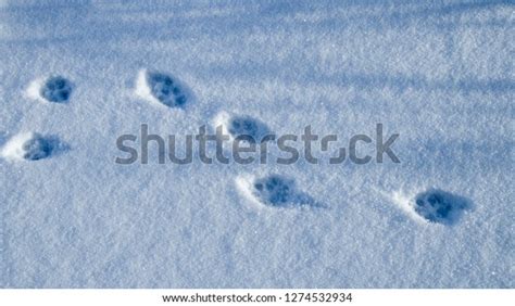 Coyote Tracks Snow Stock Photo (Edit Now) 1274532934