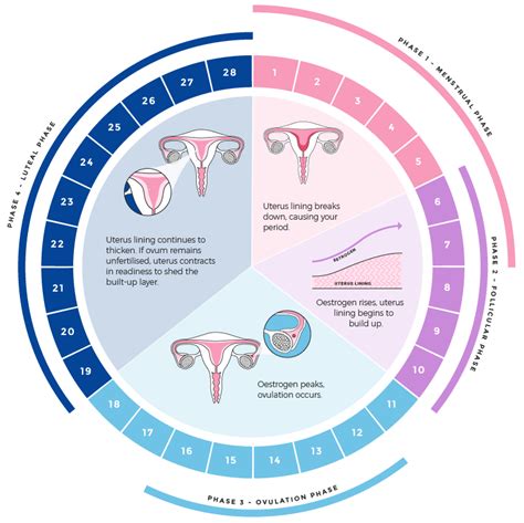 Track and Understand Your Menstrual Cycle with Libra