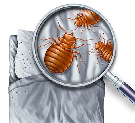 Bed Bug Infestation: 6 Signs That Every Homeowner Should Know