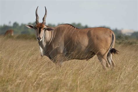 Kudu vs Eland: What Are The Differences? - A-Z Animals