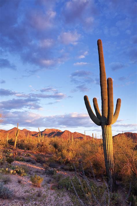 Sonoran Desert And Saguaro Cactus by Kencanning