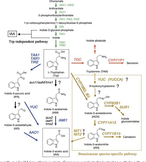 Figure 6 from The pathway of auxin biosynthesis in plants. | Semantic Scholar