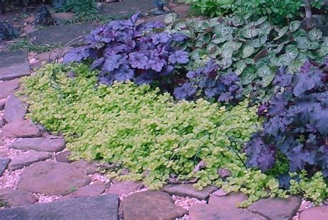 creeping jenny ground cover | 1000 | Ground cover, Creeping jenny, Creeping jenny ground cover