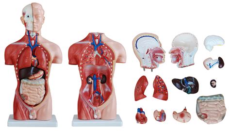 Upper Torso Anatomy : Human Body Anatomy Png & Free Human Body Anatomy ...