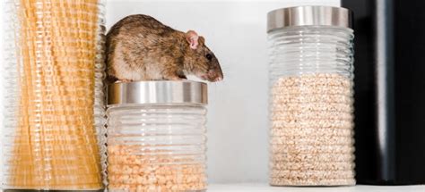 How To Prevent a Pantry Pest Infestation | Fantastic Pest Control