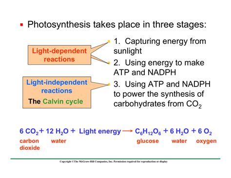 Photosynthesis takes place in three stages