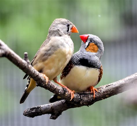 Zebra finches use both calls and vision to coordinate flight - TrendRadars