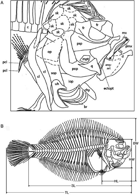 Morphology of the flatfish from Nazarkin, 1997 (A: head, B: body). br,... | Download Scientific ...