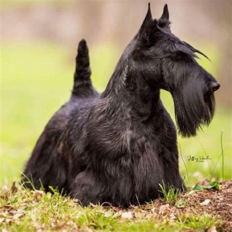 Scottish Terrier grooming, bathing and care | Espree | Scottish terrier ...