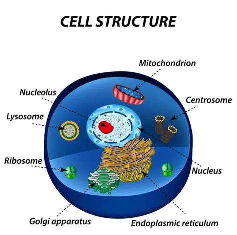 Endoplasmic Reticulum And Golgi Apparatus