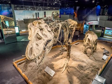 Dinosaur fossil exhibit, Royal Tyrrell Museum – Stock Editorial Photo © jewhyte #77743280