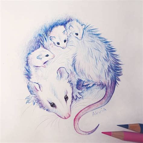 Possum #possum #opossum #sketchy #sketchbook | Animal art, Awesome possum, Animal illustration